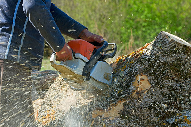 Best Tree Fertilization Services  in USA